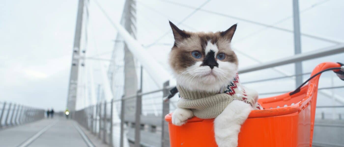 How to Travel With a Cat: Carrier Conditioning, Car Setup, and Knowing When to Leave Them Home