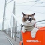 traveling with a cat in city