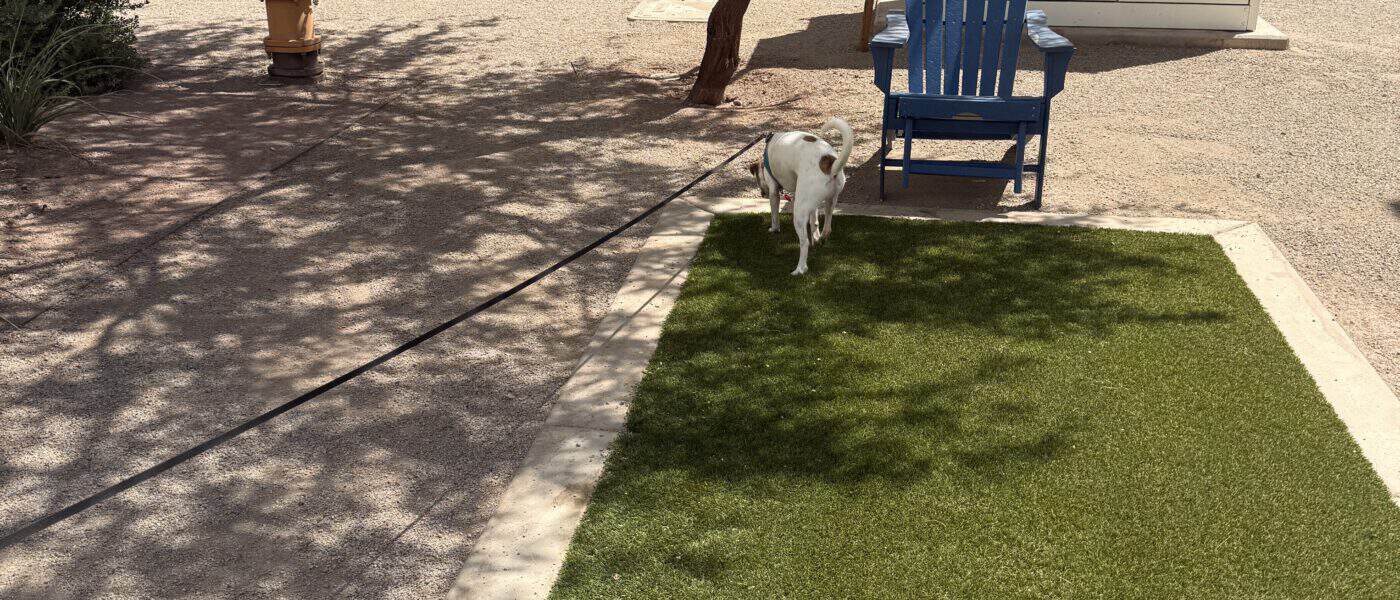 How to Walk Your Dog in Hot Weather: Tips for Cooling Comfort