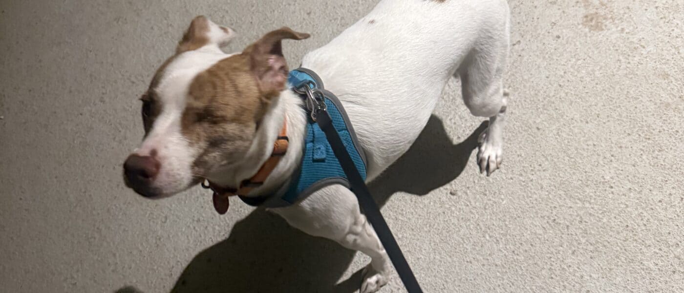 How Often Should You Walk Your Dog? A Guide For Owners