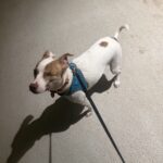 a walk with my dog