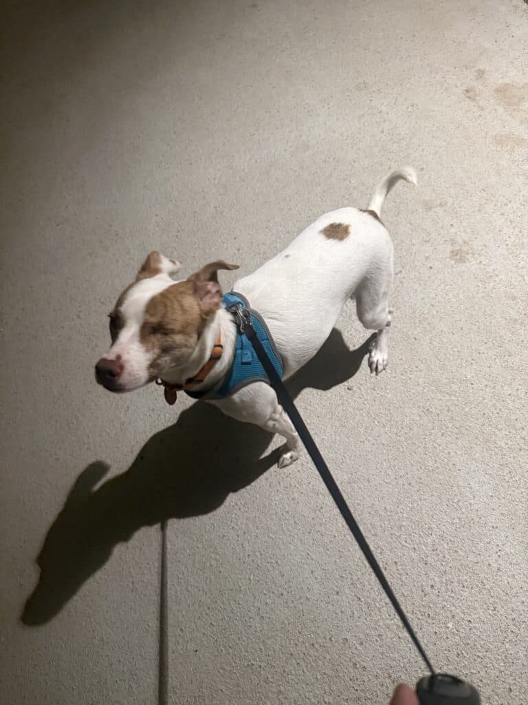 a walk with my dog
