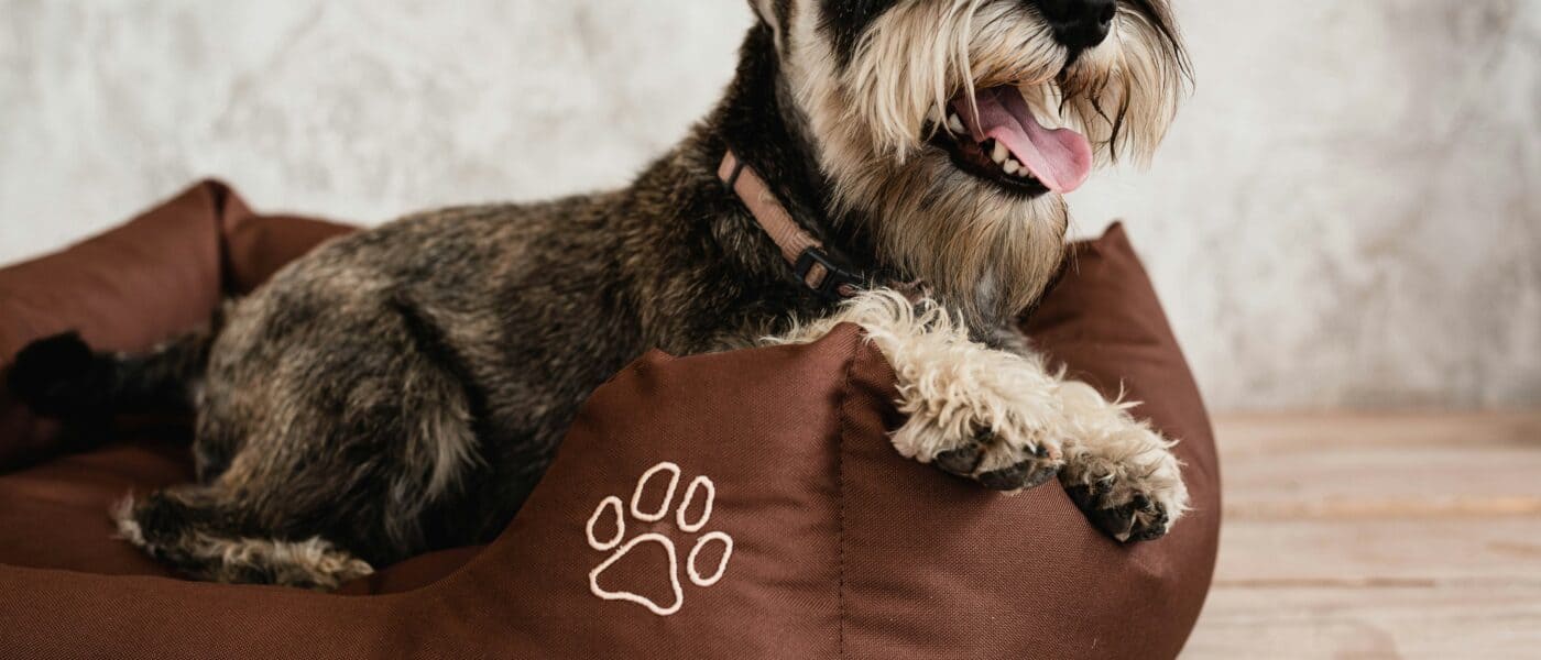 Best Waterproof Dog Beds in 2026: Beds That Handle Messes