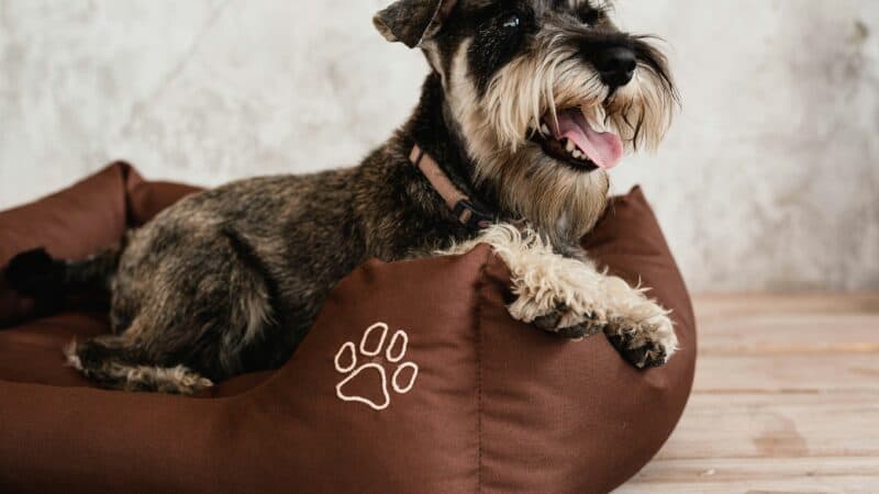 a waterproof dog bed on floor
