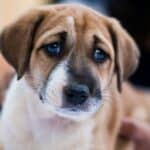 an anxious dog with sad eyes