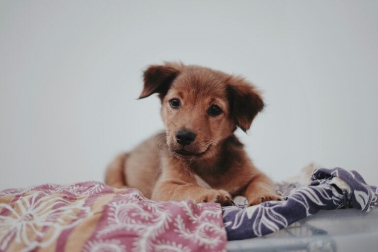 a blanket with a puppy comfortable in home