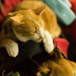 caring for a cat