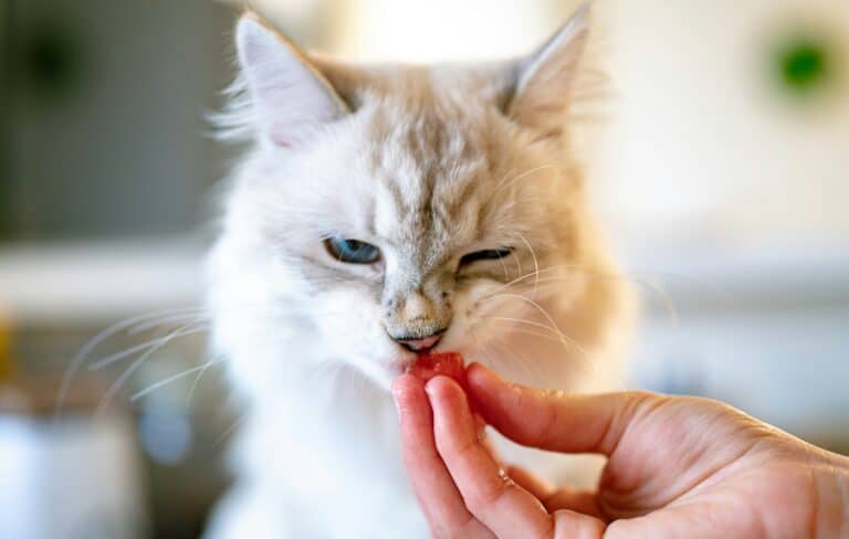 a cat eating a vitamin