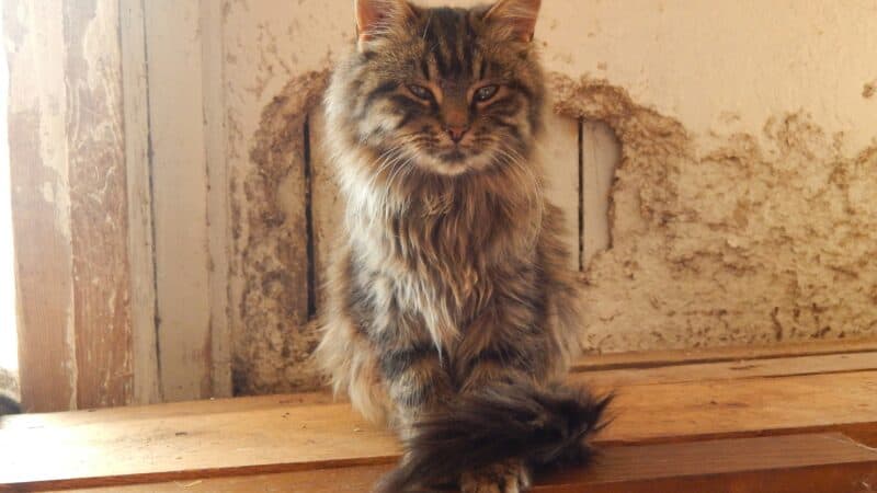 a cat grumpy after being groomed