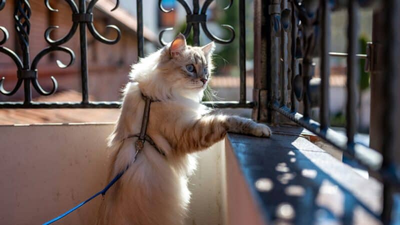a cat harness on outdoor walk