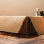 a cat in a moving box