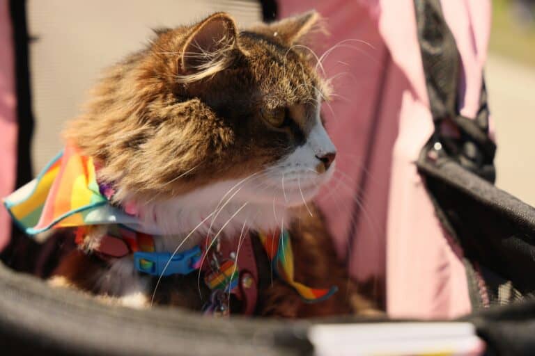 a cat in a stroller outdoors