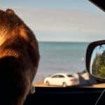 a cat in the car looking outside