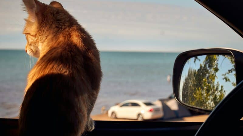 a cat in the car looking outside