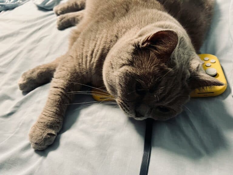 a cat sprawled out on a bed