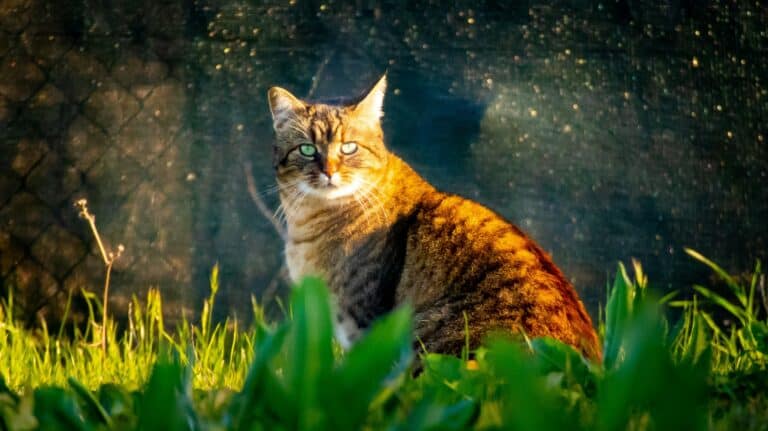 a cat laying in the garden