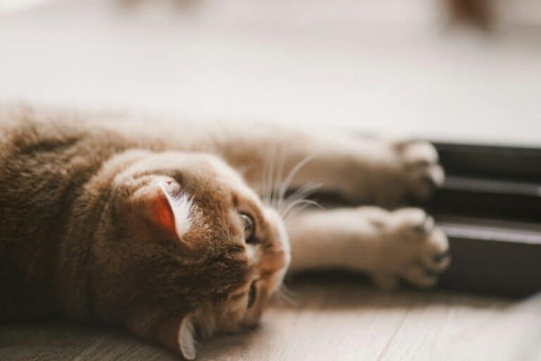 a cat laying on the floor in a home