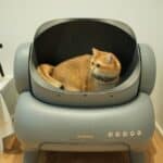 cat litter box home clean