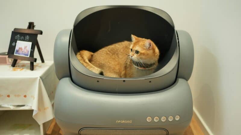cat litter box home clean