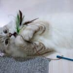 a cat playing with a wand toy