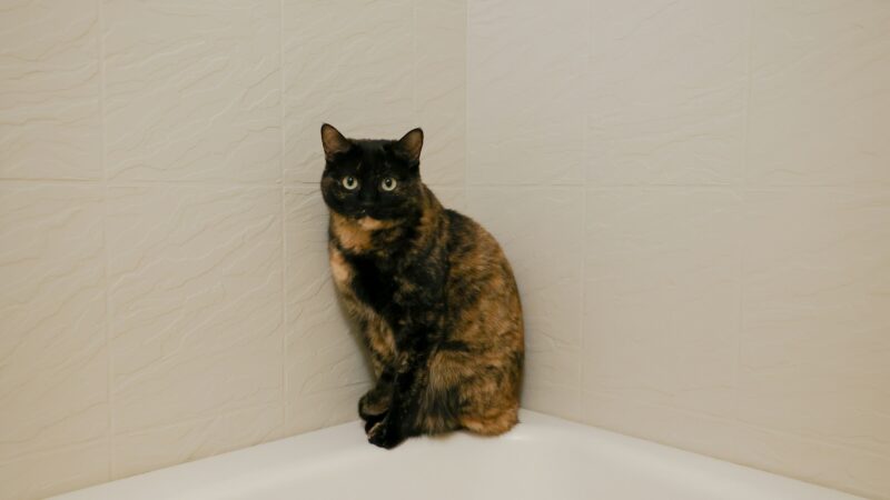 cat sitting on the corner of a bath tub