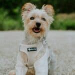 a cooling vest on short nose dog