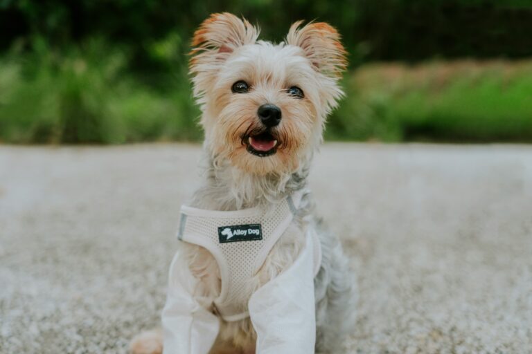 a cooling vest on short nose dog