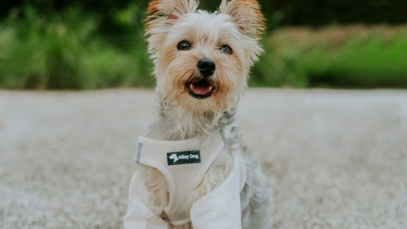 a cooling vest on short nose dog