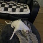 dog playing on bed next to couch