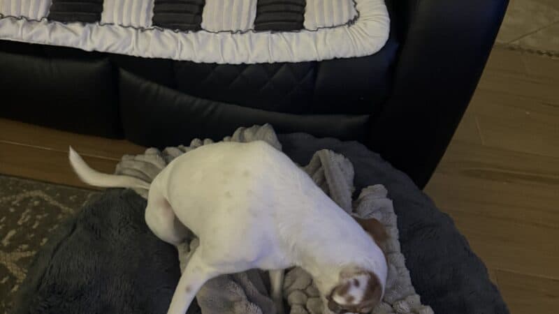 dog playing on bed next to couch