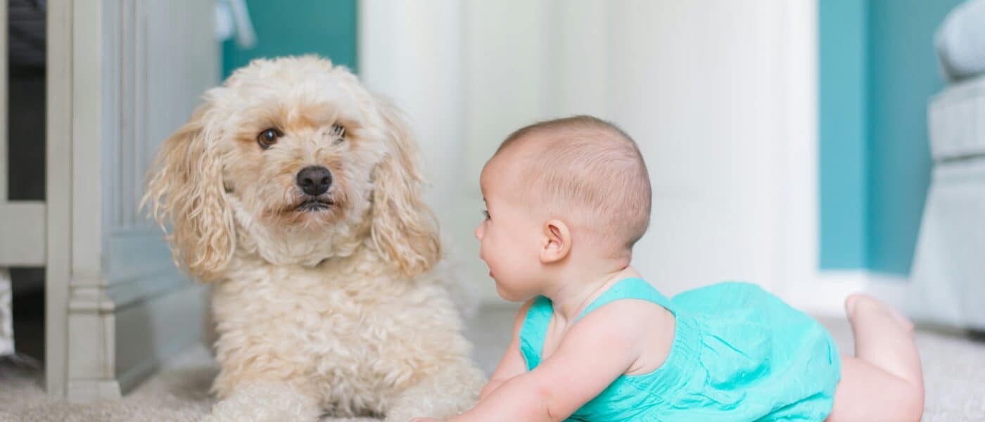 Best Dog Supplies for a New Baby in the House in 2026: Space, Sound, and Keeping the Routine