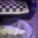 a dog bed and a couch cover next to each other