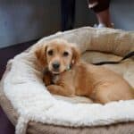 a dog bed on hardwood floor