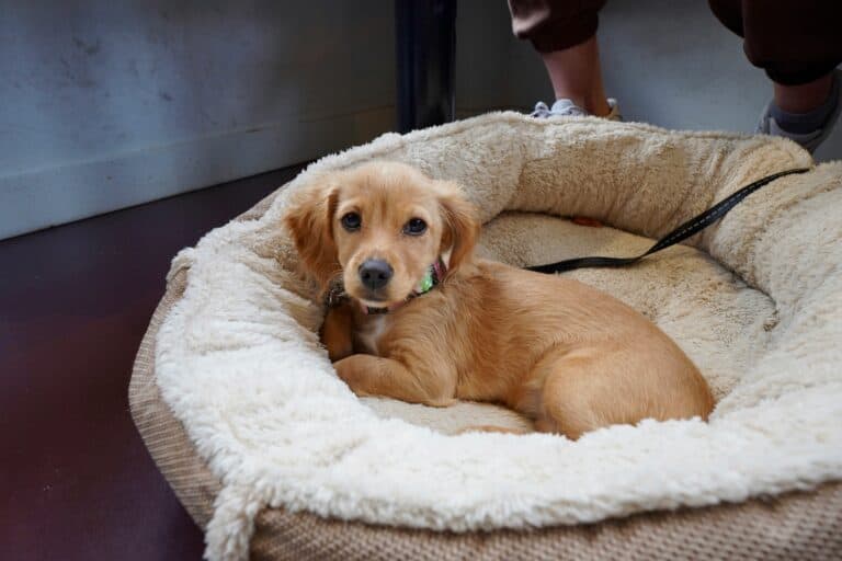 a dog bed on hardwood floor
