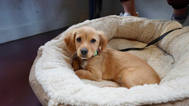 a dog bed on hardwood floor