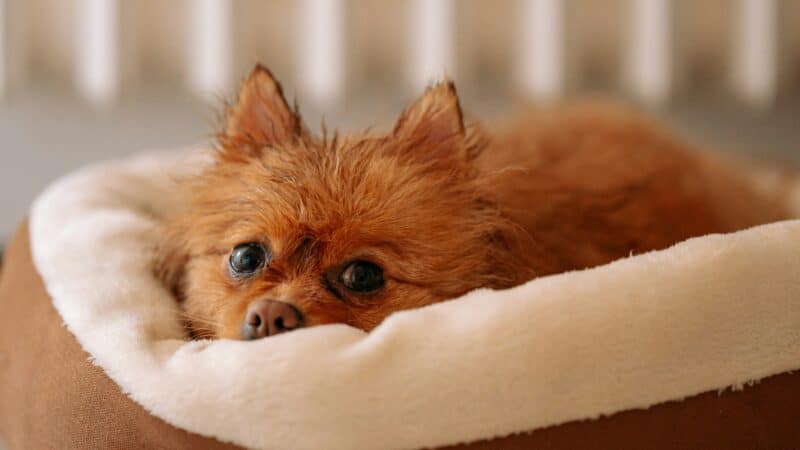 a dog bed on tile