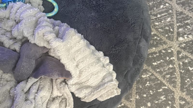 a dog bed with rug under it