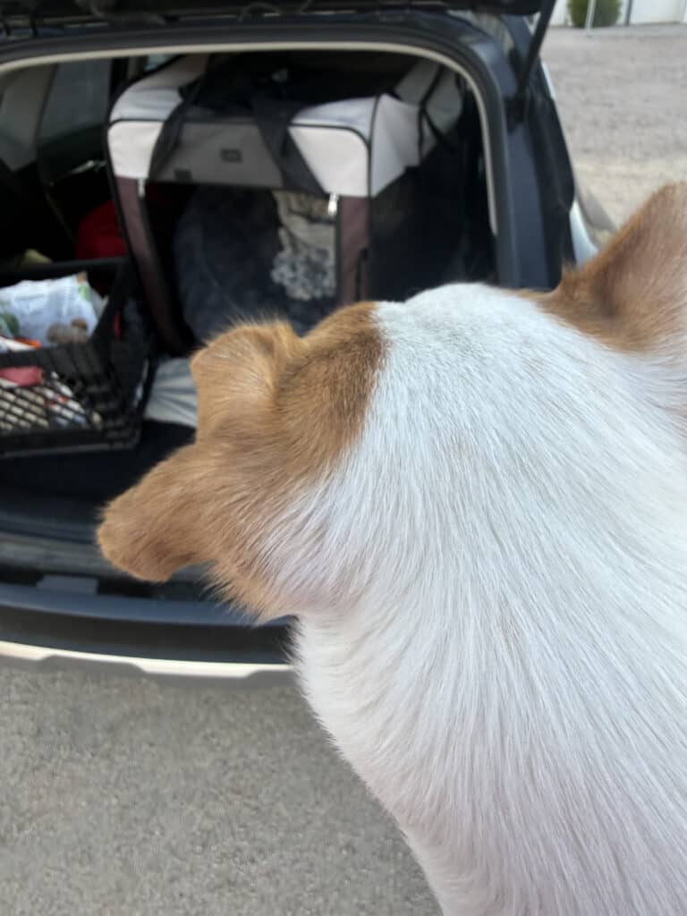 dog being carried into kennel for car