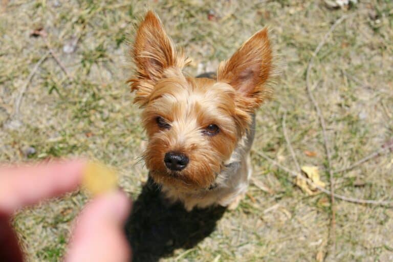 a dog being given treats outdoors