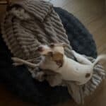 a dog blanket and bed comfortable in home