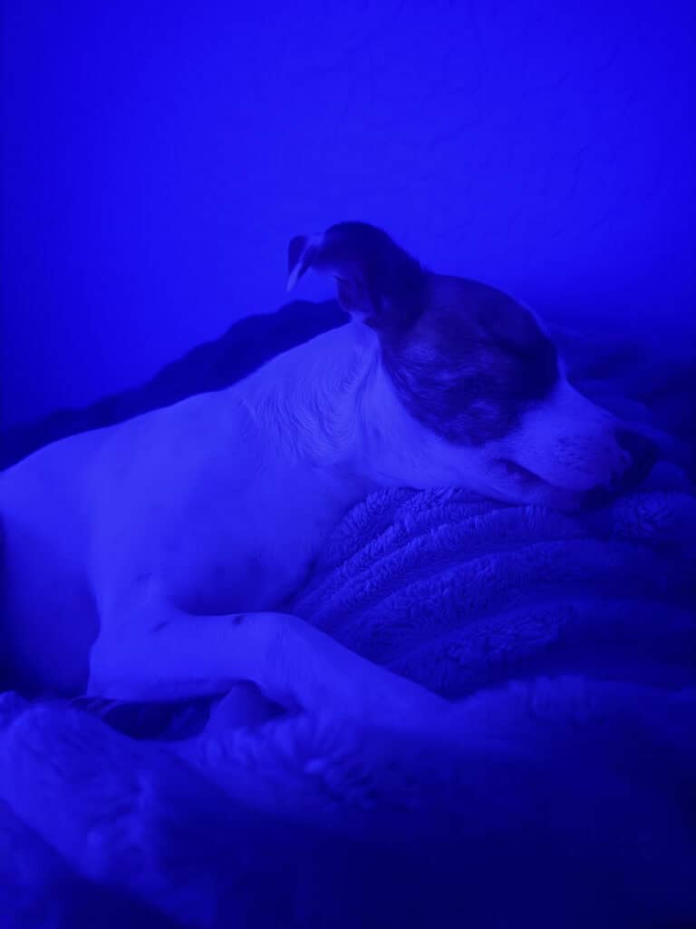 a dog in deep sleep in dog bed