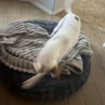 a dog digging at dog bed