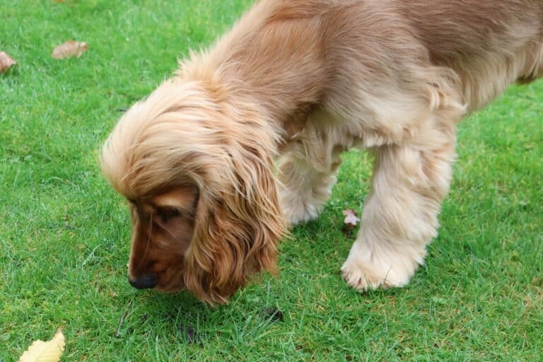 a dog with nose in grass