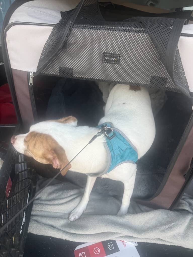a dog getting in kennel in car