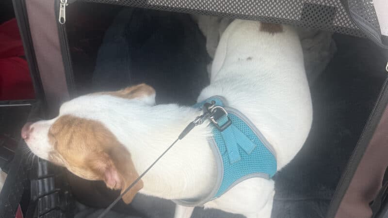 a dog getting in kennel in car