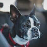 a dog grumpy on car ride