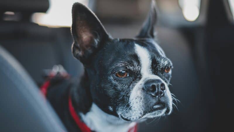 a dog grumpy on car ride