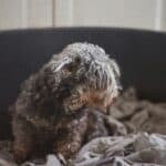 a dog laying down hairy