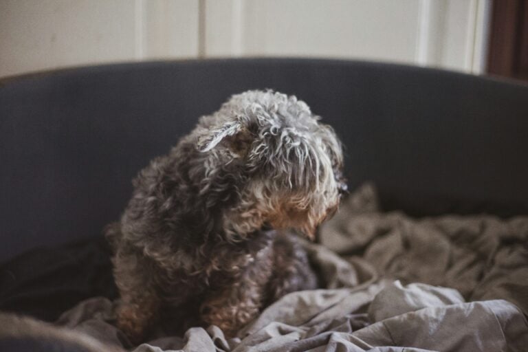 a dog laying down hairy