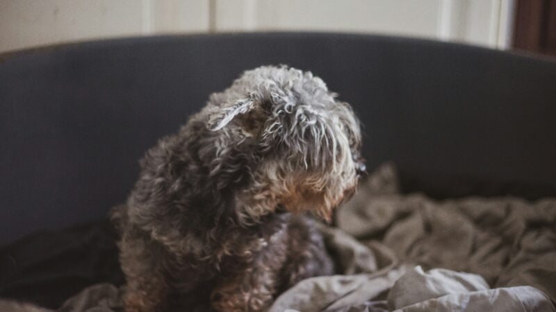a dog laying down hairy